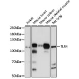 Western Blot - Anti-TLR4 Antibody (A17436) - Antibodies.com