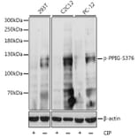 Western Blot - Anti-PPIG (phospho Ser376) Antibody (A87843) - Antibodies.com