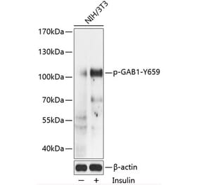 Western Blot - Anti-GAB1 (phospho Tyr659) Antibody (A87844) - Antibodies.com