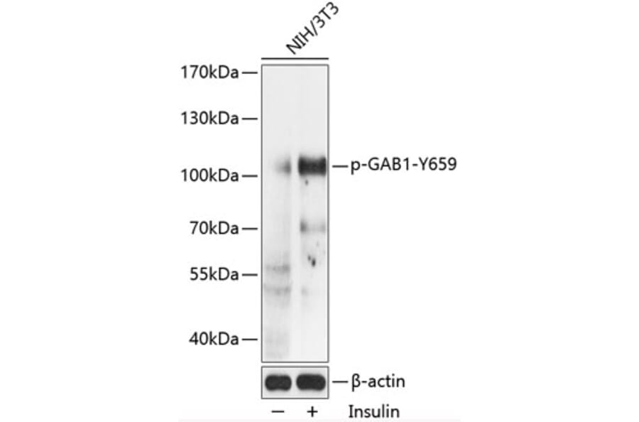 Western Blot - Anti-GAB1 (phospho Tyr659) Antibody (A87844) - Antibodies.com