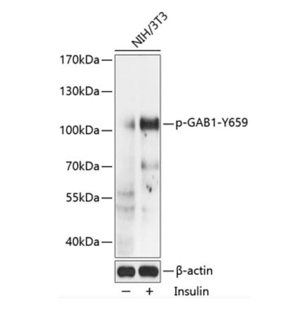 Western Blot - Anti-GAB1 (phospho Tyr659) Antibody (A87844) - Antibodies.com