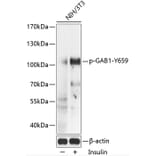 Western Blot - Anti-GAB1 (phospho Tyr659) Antibody (A87844) - Antibodies.com
