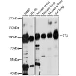 Western Blot - Anti-Zfx Antibody (A87846) - Antibodies.com