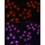 Immunofluorescence - Anti-CDK11B Antibody (A87847) - Antibodies.com
