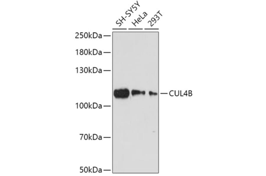 Western Blot - Anti-Cullin 4B/CUL-4B Antibody (A87850) - Antibodies.com