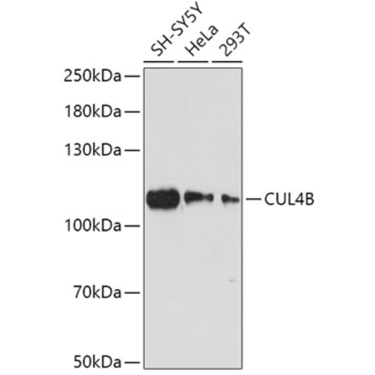 Western Blot - Anti-Cullin 4B/CUL-4B Antibody (A87850) - Antibodies.com