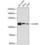 Western Blot - Anti-Cullin 4B/CUL-4B Antibody (A87850) - Antibodies.com