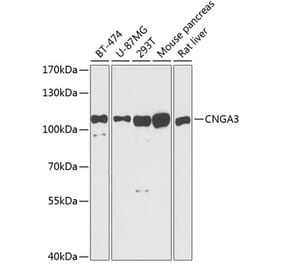 Western Blot - Anti-CNG3 Antibody (A87851) - Antibodies.com