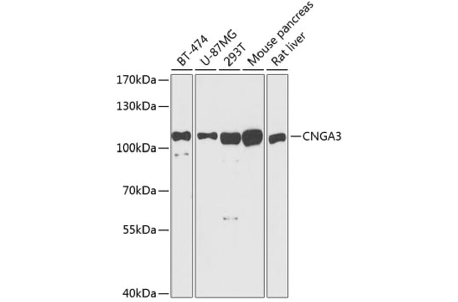 Western Blot - Anti-CNG3 Antibody (A87851) - Antibodies.com