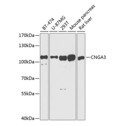 Western Blot - Anti-CNG3 Antibody (A87851) - Antibodies.com
