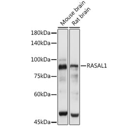Western Blot - Anti-RASAL1 Antibody (A87853) - Antibodies.com