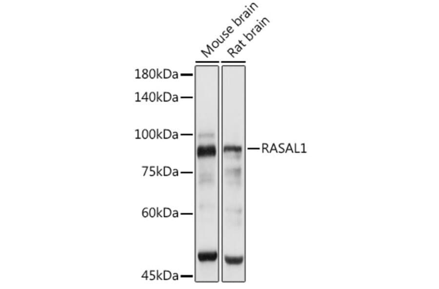 Western Blot - Anti-RASAL1 Antibody (A87853) - Antibodies.com