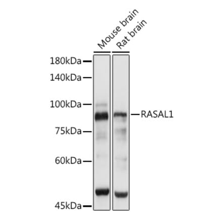 Western Blot - Anti-RASAL1 Antibody (A87853) - Antibodies.com