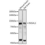 Western Blot - Anti-RASAL1 Antibody (A87853) - Antibodies.com