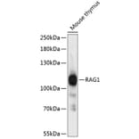 Western Blot - Anti-RAG1 Antibody (A87856) - Antibodies.com