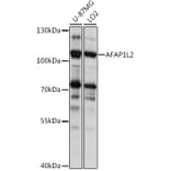 Western Blot - Anti-AFAP1L2 Antibody (A87858) - Antibodies.com
