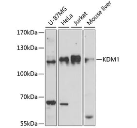 Western Blot - Anti-KDM1 / LSD1 Antibody (A87862) - Antibodies.com