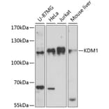 Western Blot - Anti-KDM1/LSD1 Antibody (A87862) - Antibodies.com