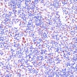 Immunohistochemistry - Anti-KDM1/LSD1 Antibody (A87862) - Antibodies.com