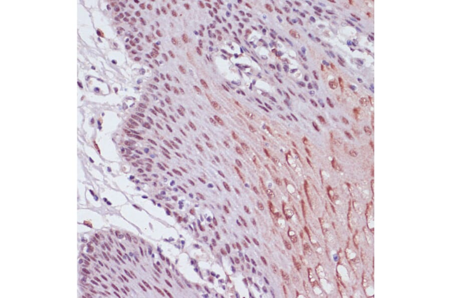 Immunohistochemistry - Anti-KDM1/LSD1 Antibody (A87862) - Antibodies.com