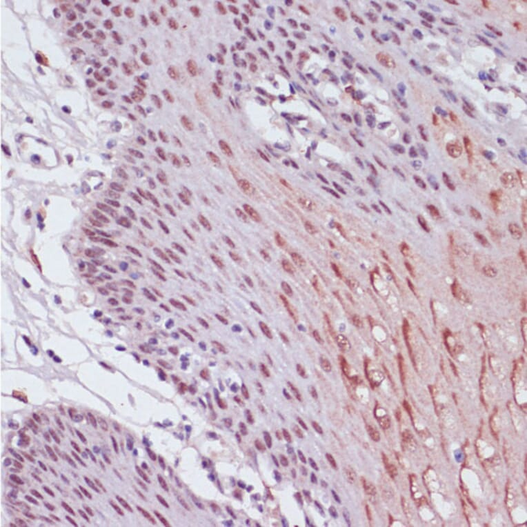 Immunohistochemistry - Anti-KDM1/LSD1 Antibody (A87862) - Antibodies.com