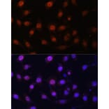 Immunofluorescence - Anti-KDM1/LSD1 Antibody (A87862) - Antibodies.com