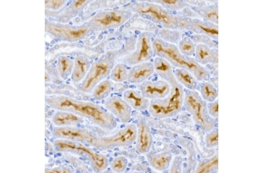 Immunohistochemistry - Anti-ACE2 Antibody (A87864) - Antibodies.com