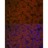 Immunofluorescence - Anti-ACE2 Antibody (A87864) - Antibodies.com