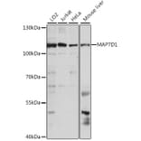 Western Blot - Anti-MAP7D1 Antibody (A87866) - Antibodies.com