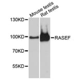 Western Blot - Anti-RASEF Antibody (A13877) - Antibodies.com