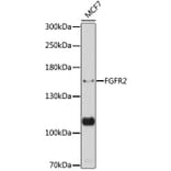 Western Blot - Anti-FGFR2 Antibody (A87870) - Antibodies.com