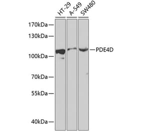 Western Blot - Anti-PDE4D Antibody (A87871) - Antibodies.com