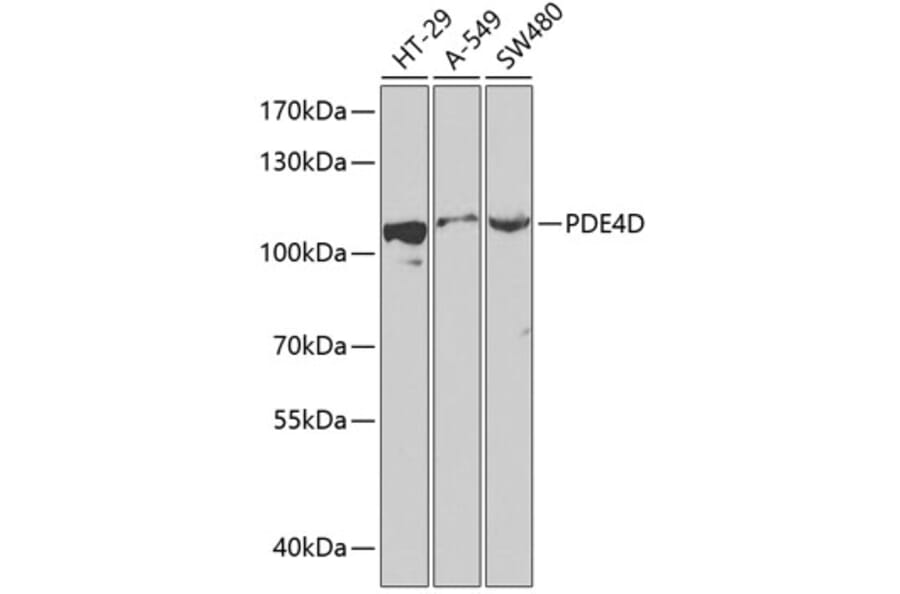Western Blot - Anti-PDE4D Antibody (A87871) - Antibodies.com