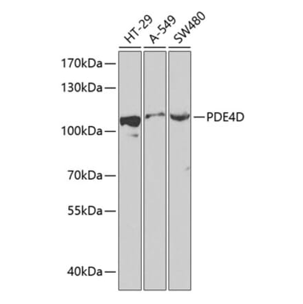Western Blot - Anti-PDE4D Antibody (A87871) - Antibodies.com