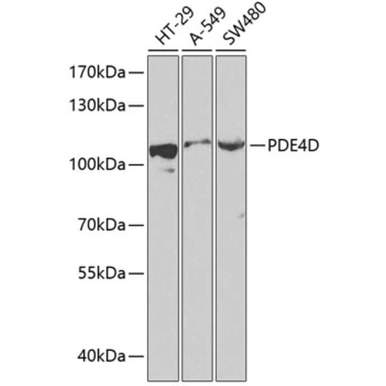 Western Blot - Anti-PDE4D Antibody (A87871) - Antibodies.com