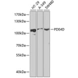 Western Blot - Anti-PDE4D Antibody (A87871) - Antibodies.com