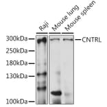 Western Blot - Anti-CNTRL Antibody (A87872) - Antibodies.com