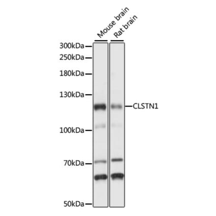 Western Blot - Anti-CLSTN1 Antibody (A87873) - Antibodies.com