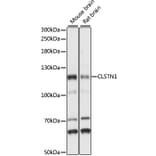 Western Blot - Anti-CLSTN1 Antibody (A87873) - Antibodies.com