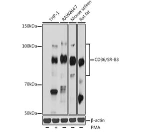 Western Blot - Anti-CD36 Antibody (A87874) - Antibodies.com