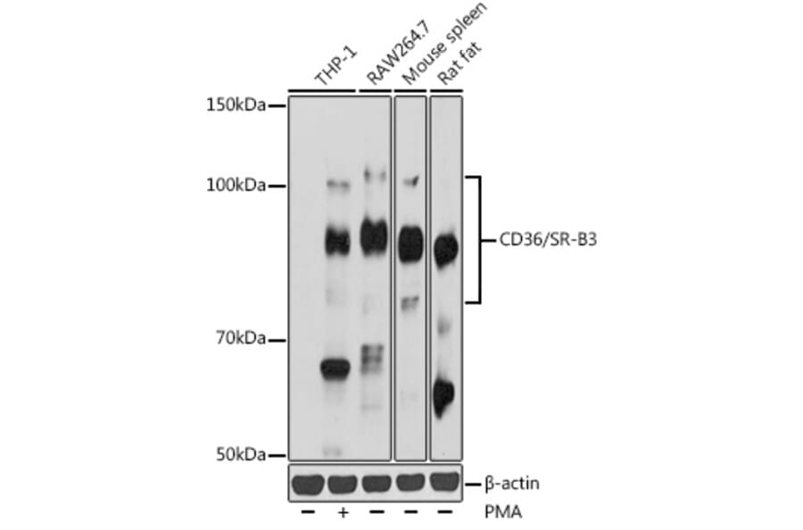 Western Blot - Anti-CD36 Antibody (A87874) - Antibodies.com