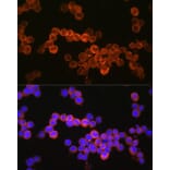Immunofluorescence - Anti-CD36 Antibody (A87874) - Antibodies.com