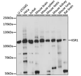Western Blot - Anti-KSR1 Antibody (A87875) - Antibodies.com