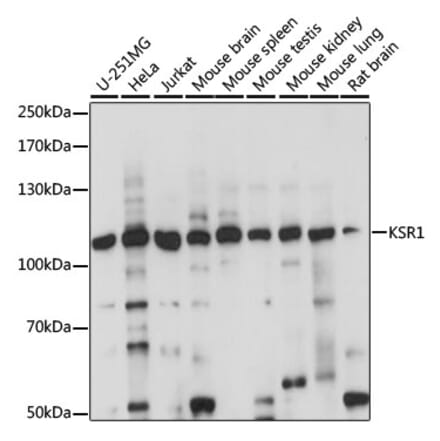 Western Blot - Anti-KSR1 Antibody (A87875) - Antibodies.com