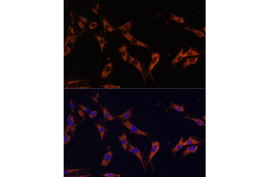 Immunofluorescence - Anti-KSR1 Antibody (A87875) - Antibodies.com