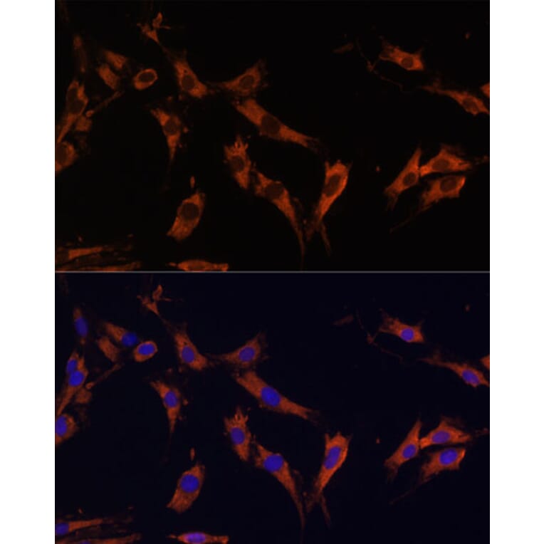 Immunofluorescence - Anti-KSR1 Antibody (A87875) - Antibodies.com