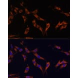 Immunofluorescence - Anti-KSR1 Antibody (A87875) - Antibodies.com