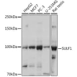 Western Blot - Anti-Sulfatase 1/SULF1 Antibody (A87876) - Antibodies.com
