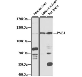 Western Blot - Anti-PMS1 Antibody (A87877) - Antibodies.com