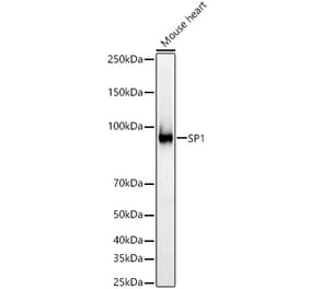 Western Blot - Anti-SP1 Antibody (A87879) - Antibodies.com